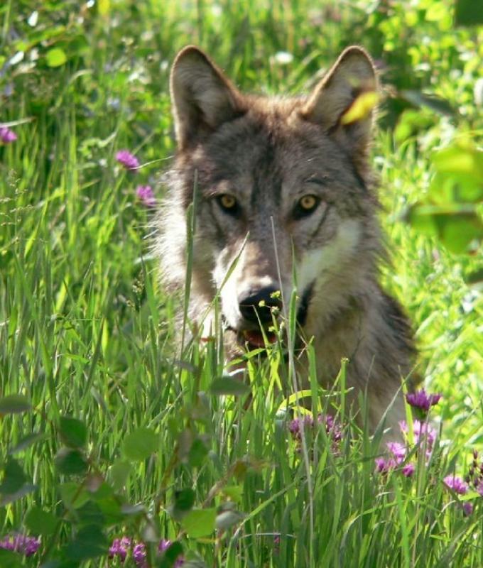 Trump pushes to strip endangered species protections from wolves, again