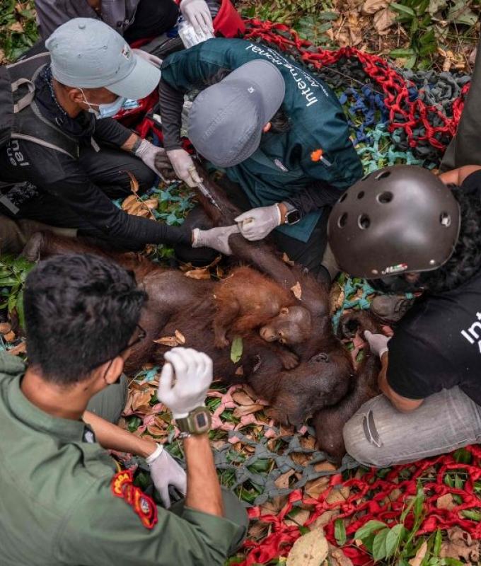 Indonesia rescues second orangutan mother and baby as wildfires destroy Kalimantan habitat
