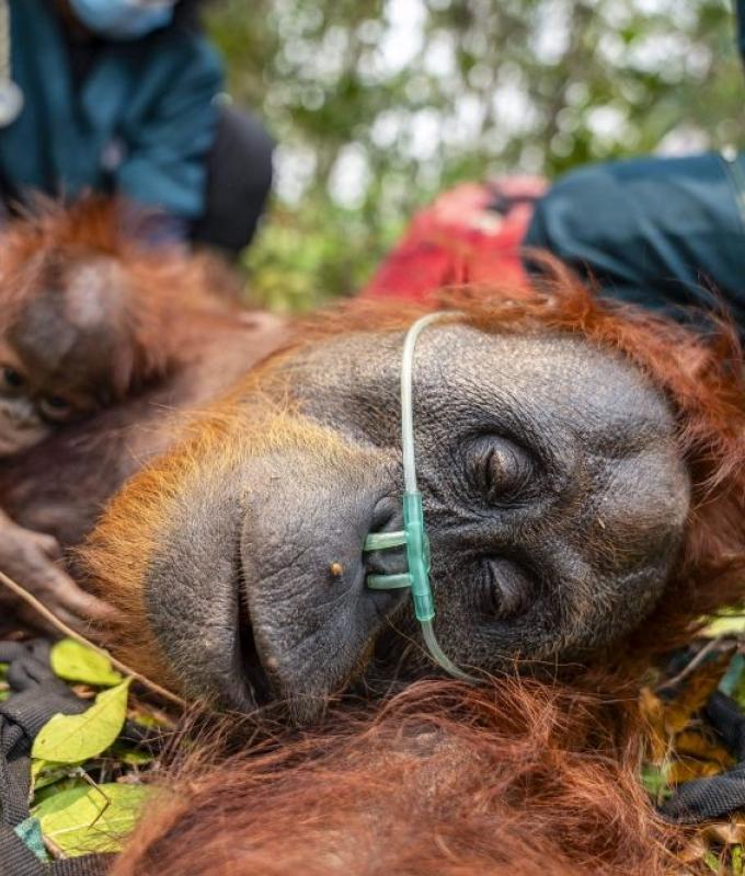 Orangutans reel as Indonesia’s raging blazes scorch habitats, haze suffocates survival