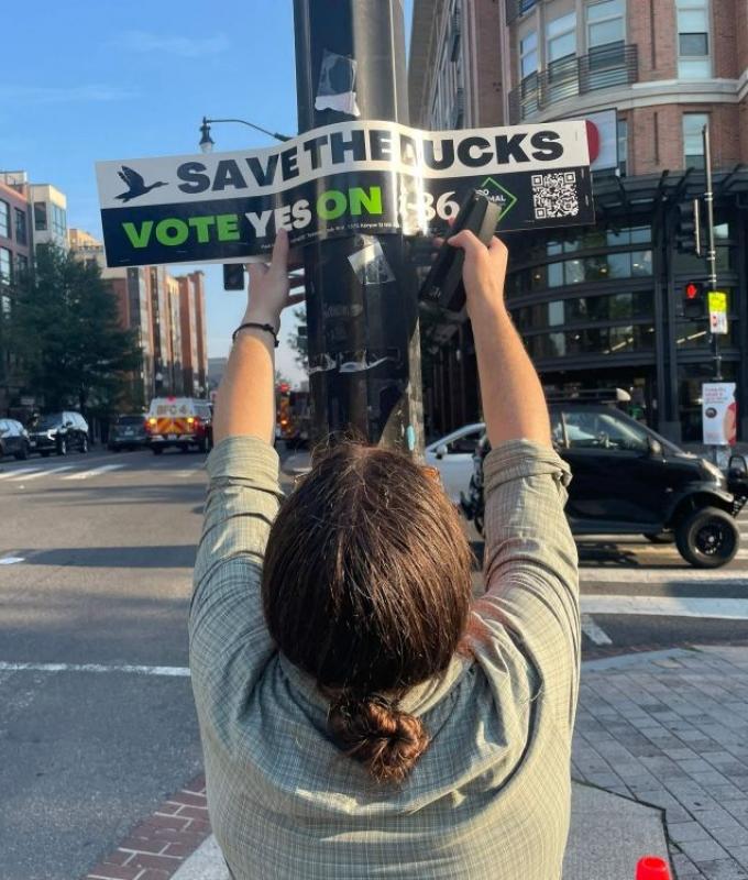 Save the ducks: In Washington’s political cauldron, voters face a fight over foie gras ban as activists clash with chefs