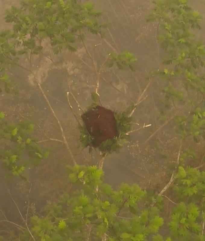 Indonesia releases eight orangutans rescued from fires to protected forest