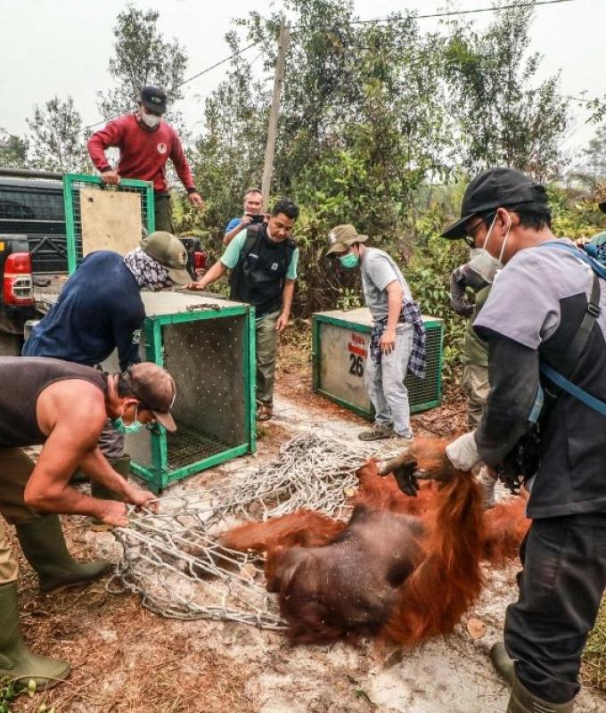 Dozens of endangered orangutans rescued from Indonesia wildfires as haze chokes region