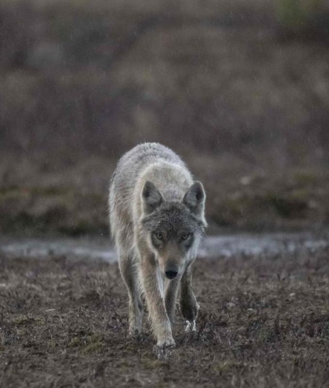 Wolf attack at German wildlife park leaves eight-year-old girl seriously injured