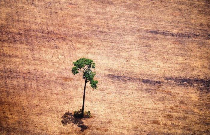 Brazil can’t stop deforestation without help, says minister