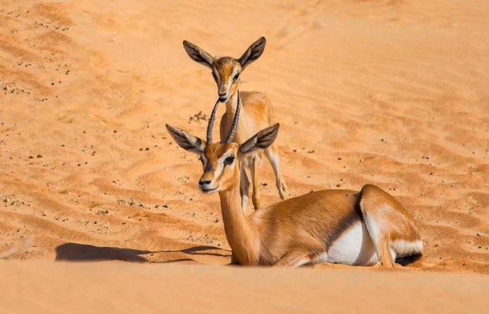 Man challenges 2-month jail term for hunting gazelle in UAE's nature reserve