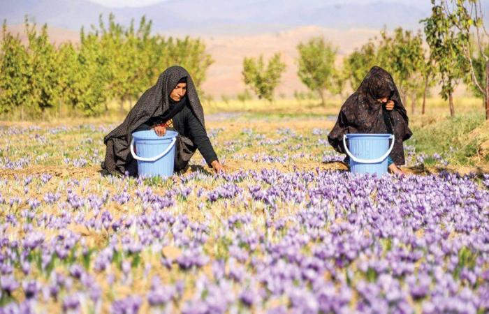 Afghanistan’s red gold ‘saffron’ termed world’s best