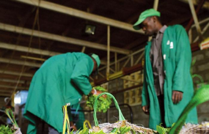 Kenya tea farms turn over new leaf as prices stumble