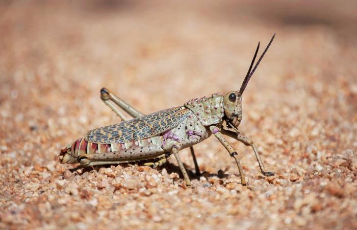 Saudi Arabia continues to fight desert locust swarms