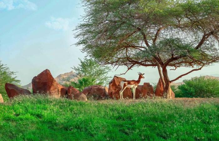 Al Ain Zoo leads efforts to develop Dama gazelle conservation strategy