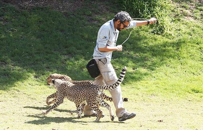 Al Ain Zoo launches 12 mega projects to conserve nature