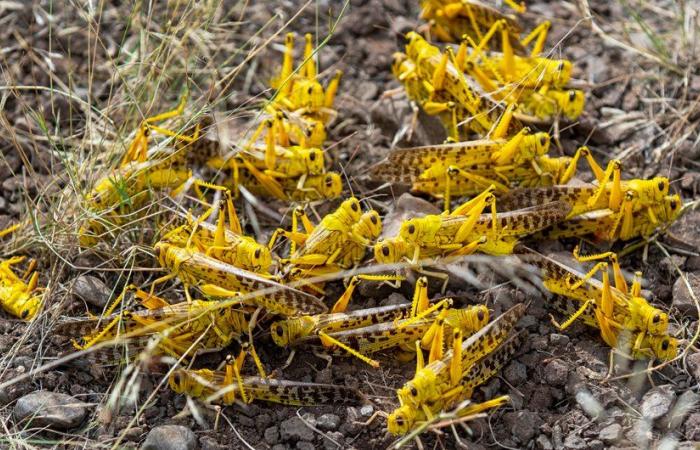Somalia declares locusts a ‘national emergency,’ says ministry