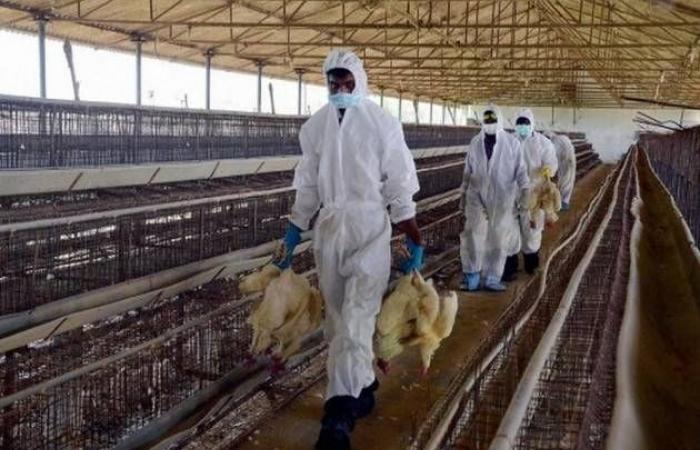 H5N8 bird flu reported in Riyadh