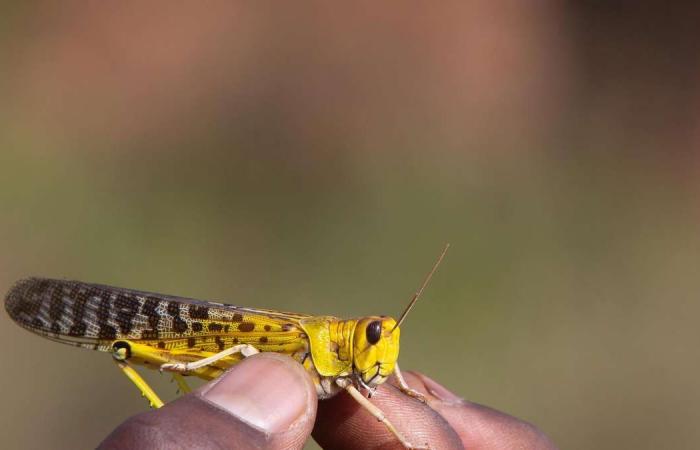 Millions of locusts invade farms in Saudi Arabia and Yemen