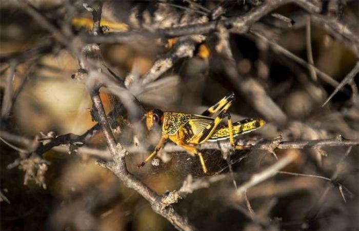 Locust swarms arrive in South Sudan, threatening more misery