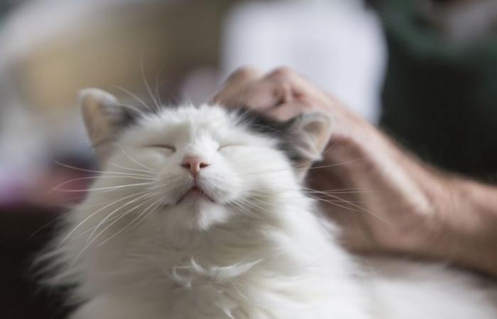 Startup based in Singapore and Malaysia testing drug used to treat cats in race to find Covid-19 cure