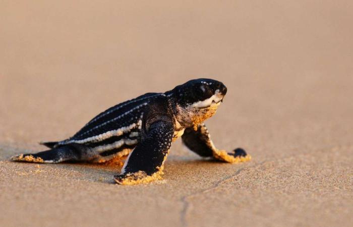 Leatherback sea turtles return to deserted Thai beaches