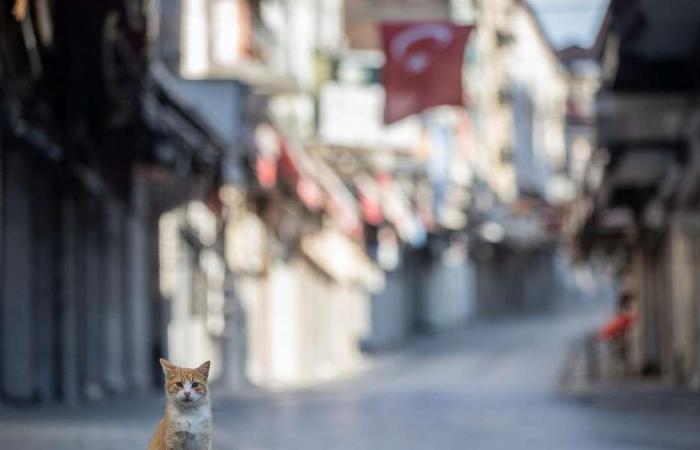 Coronavirus lockdown leaves Istanbul's streets to the cats – in pictures