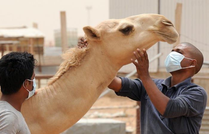Coronavirus adds momentum to Saudi Arabia’s search for MERS treatment