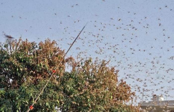 Like doomsday: worst locust swarm in decades devours a path through India