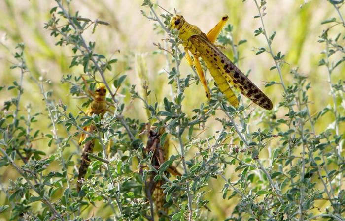 KSA clears 369,000 hectares of desert locust swarms