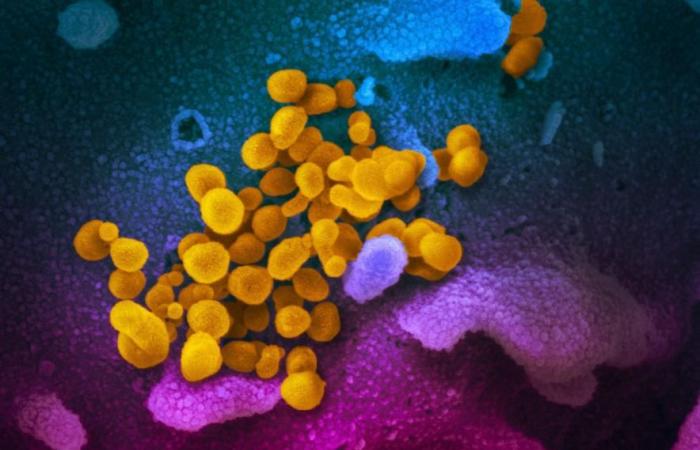 More infectious coronavirus mutation now most common strain: Researchers