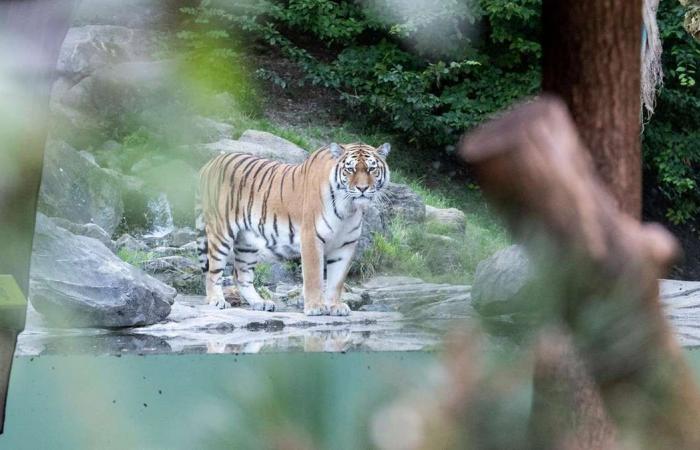 Visitors watch as Siberian tiger kills zookeeper in Switzerland