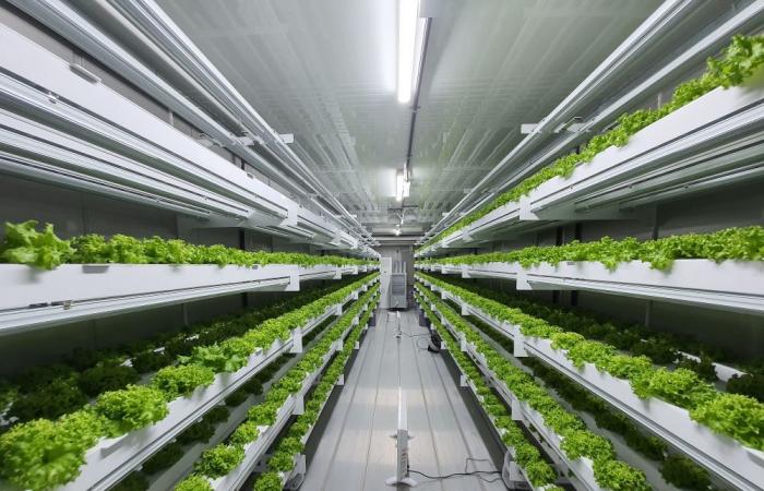 UAE agricultural firm uses technology to help with food security