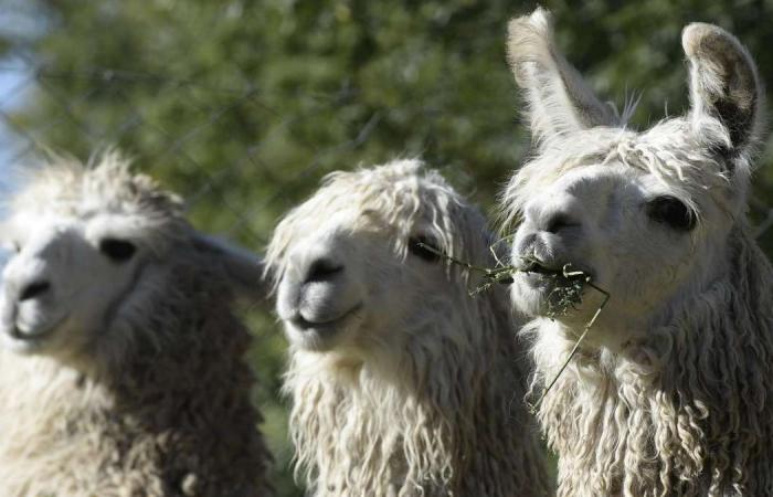 Herd immunity: could llamas provide the coronavirus breakthrough?