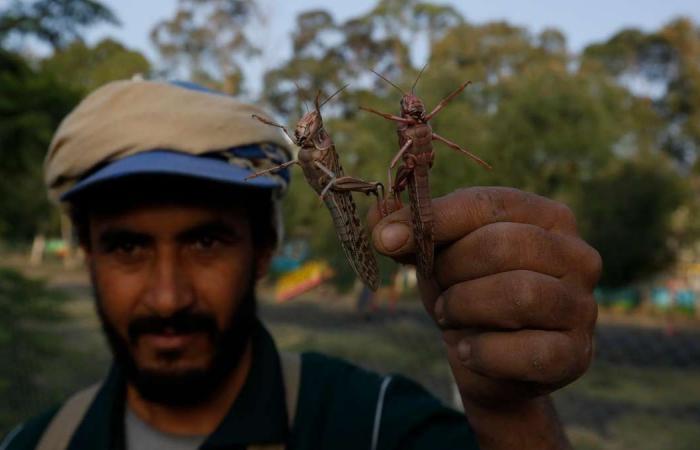 Yemen appeals for international support amid 'massive' locust outbreak