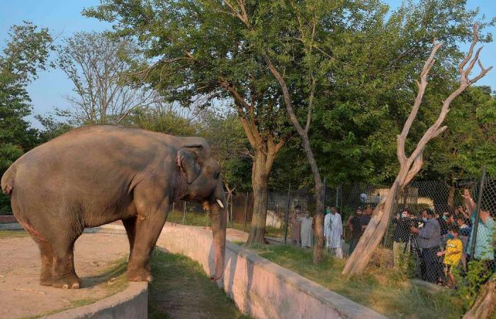Pakistan to relocate lonely elephant to Cambodian wildlife sanctuary