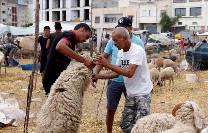 Sacrificial rites of Eid al-Adha hindered by pandemic, purchasing power