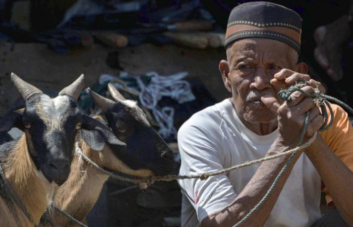 Beefed up: Indonesia’s sacrifice ritual to rake in $1.4bn despite pandemic