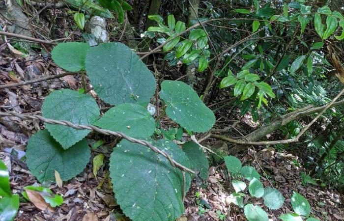 Australian stinging trees contain 'scorpion-like venom'