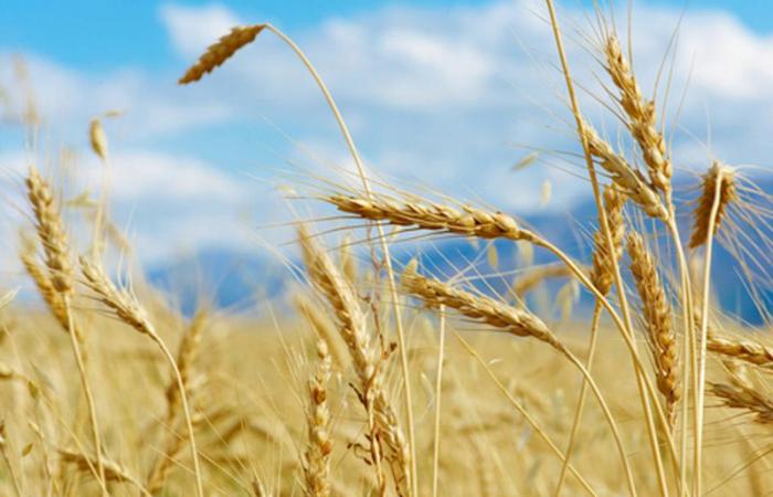 Jordan buys 120,000 tons of wheat in a tender by Reuters
