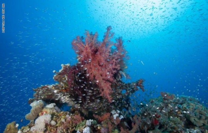 “Hidden” treasures in Saudi Arabia in the fourth largest coral reef...