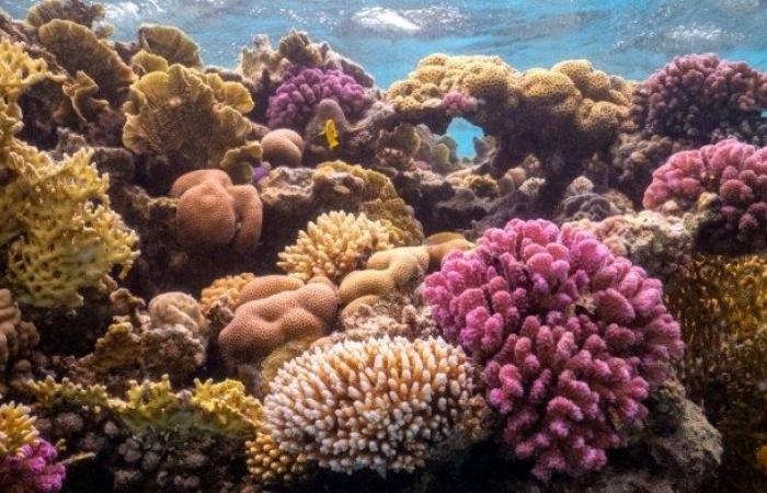 “Hidden” treasures in Saudi Arabia in the fourth largest coral reef...