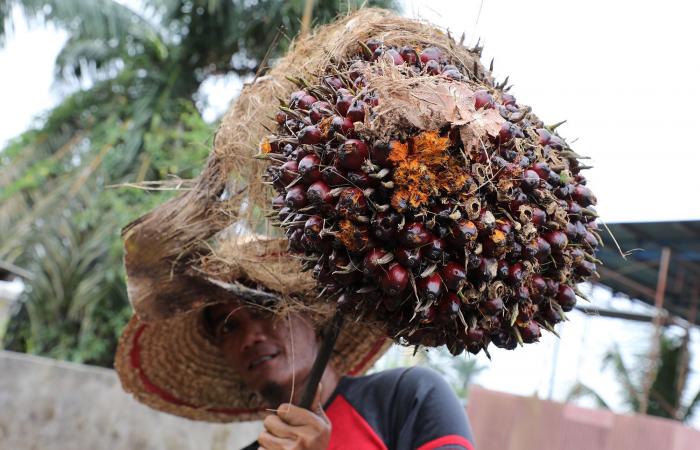 US bans palm oil imports from Malaysian production giant over labor abuse claims
