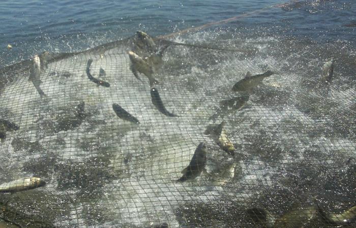 Saudi Arabia lifts the suspension of importing “non-farmed” marine fish from...
