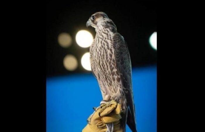 Two falcons were sold for more than a quarter of a...