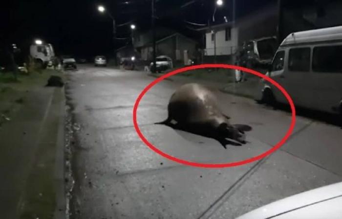 Video: A huge sea elephant roams the streets of Chile at...
