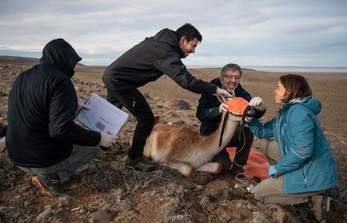 Watch … the migration journey of 100 camelids towards the “White...