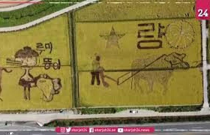 Rice paddies become artworks in South Korea