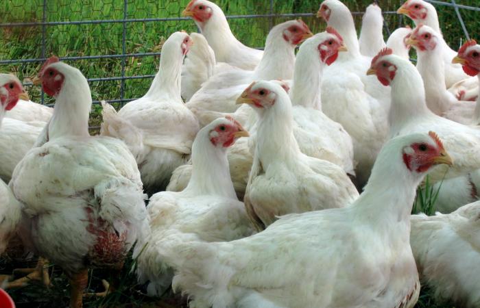 Tani increased .. Know the prices of poultry and eggs today,...