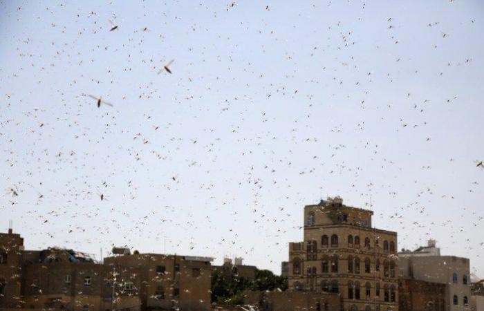 In pictures, locusts invade four Yemeni governorates, heading towards Saudi Arabia
