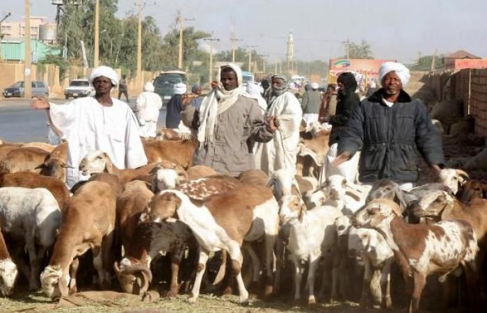 Sudan criticizes Saudi Arabia’s imposition of a livestock ban