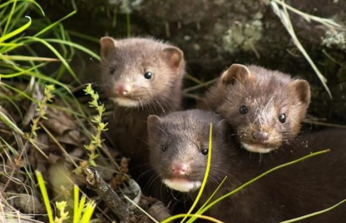 In the United States, 10,000 mink have died from coronavirus in...