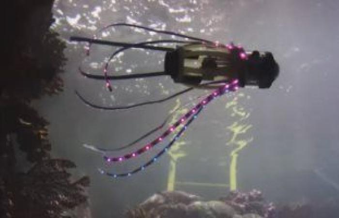 Engineers developing a squid-like robot to take photos of fish and...