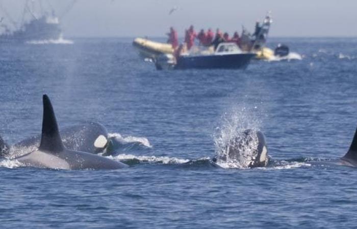Killer whales target boats in revenge attacks in Spain