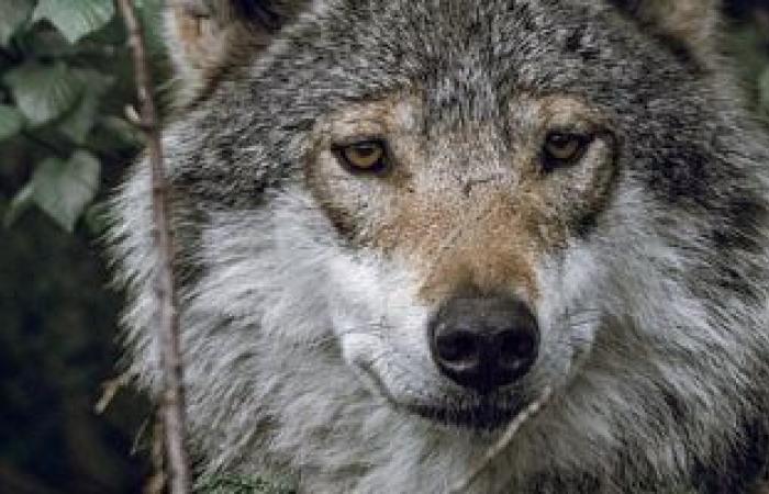 Environmentalists sue US Wildlife Services for killing 1.2 million animals