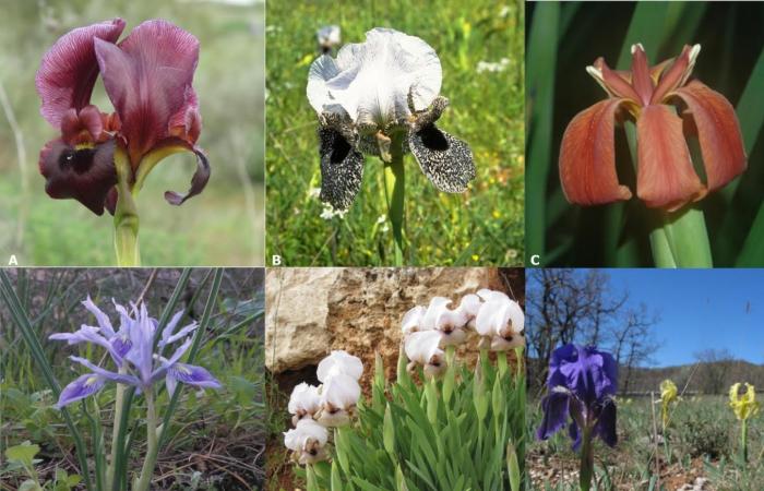 The primordial iris probably had purple flowers that were pollinated by...